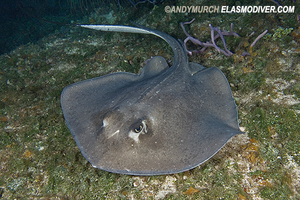 Southern Stingray Pictures aka Hypanus americana images.